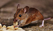 24 Hour & Emergency Exterminators in Haleeka, PA